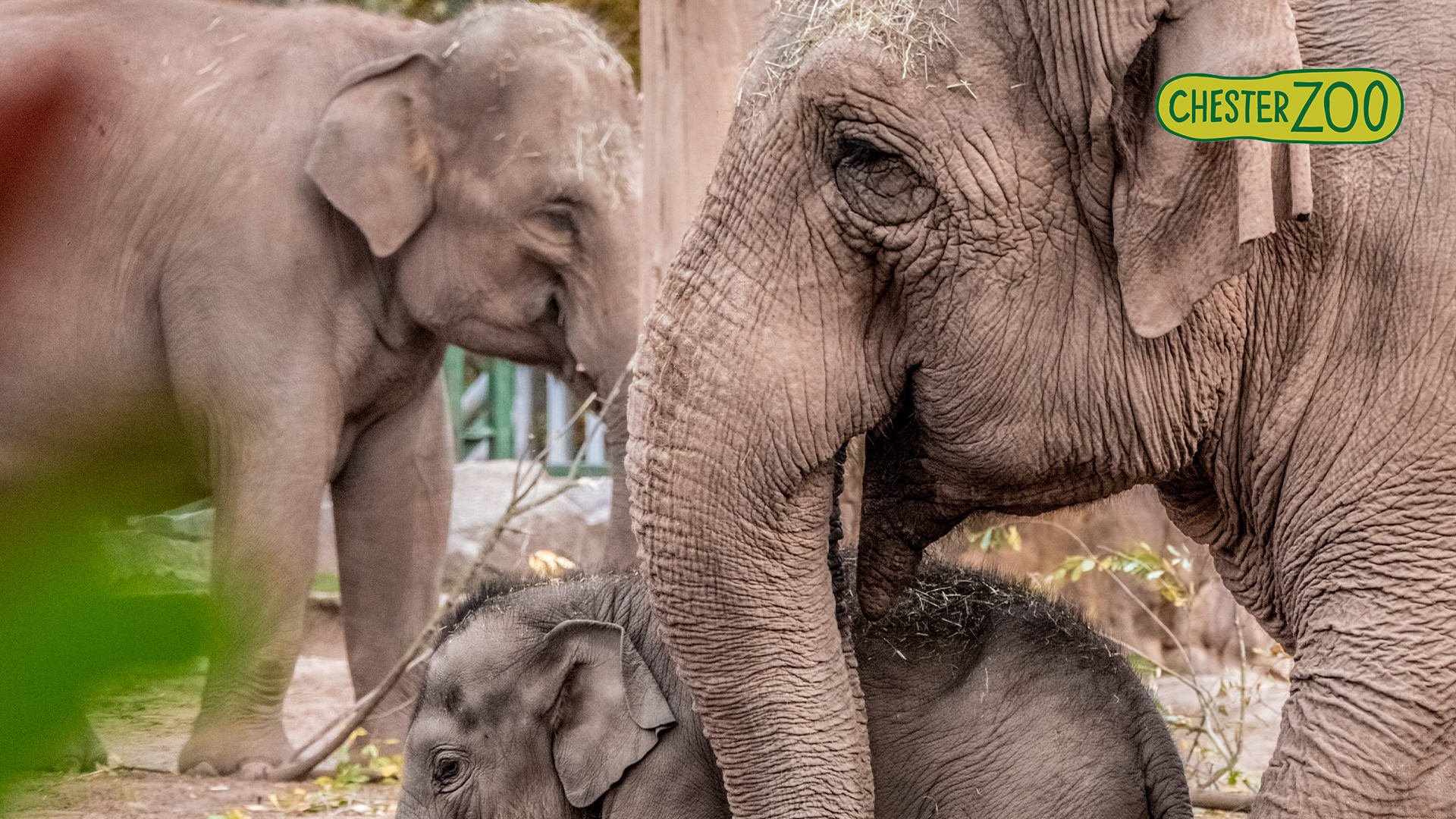 chesterzoo